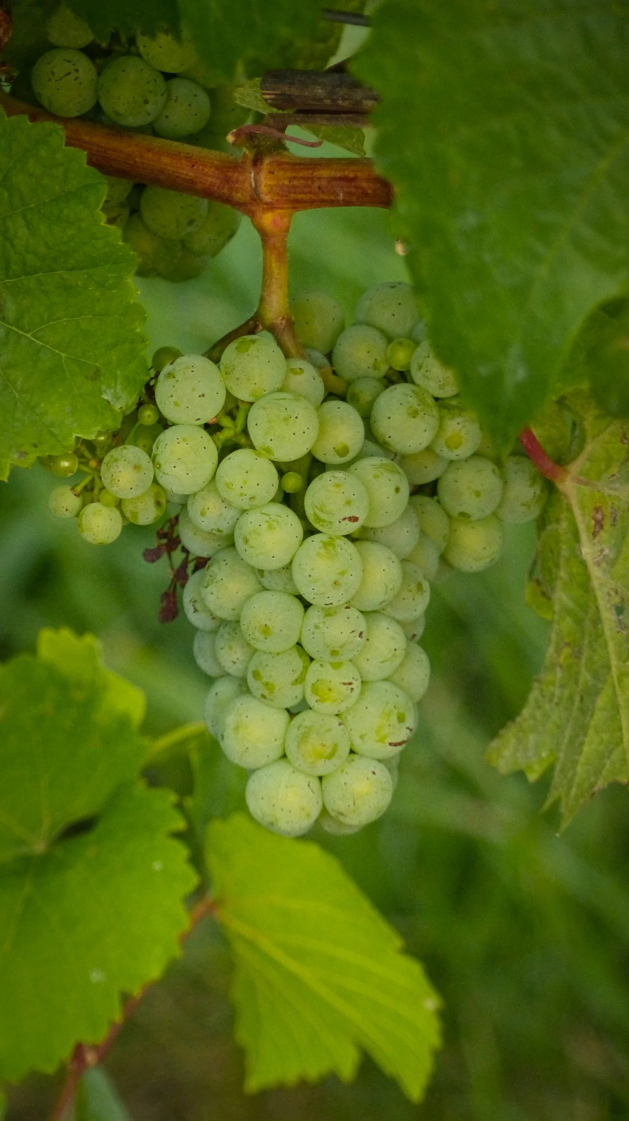 A hanging cluster of pale green grapes framed by green vine leaves