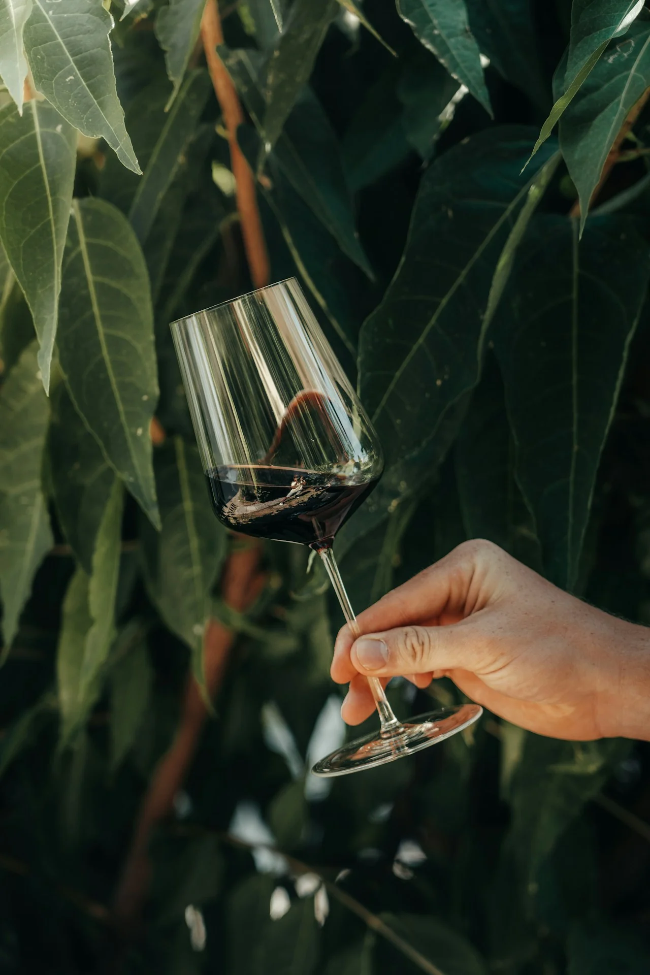 A hand holding a glass of red wine against deep green leaves