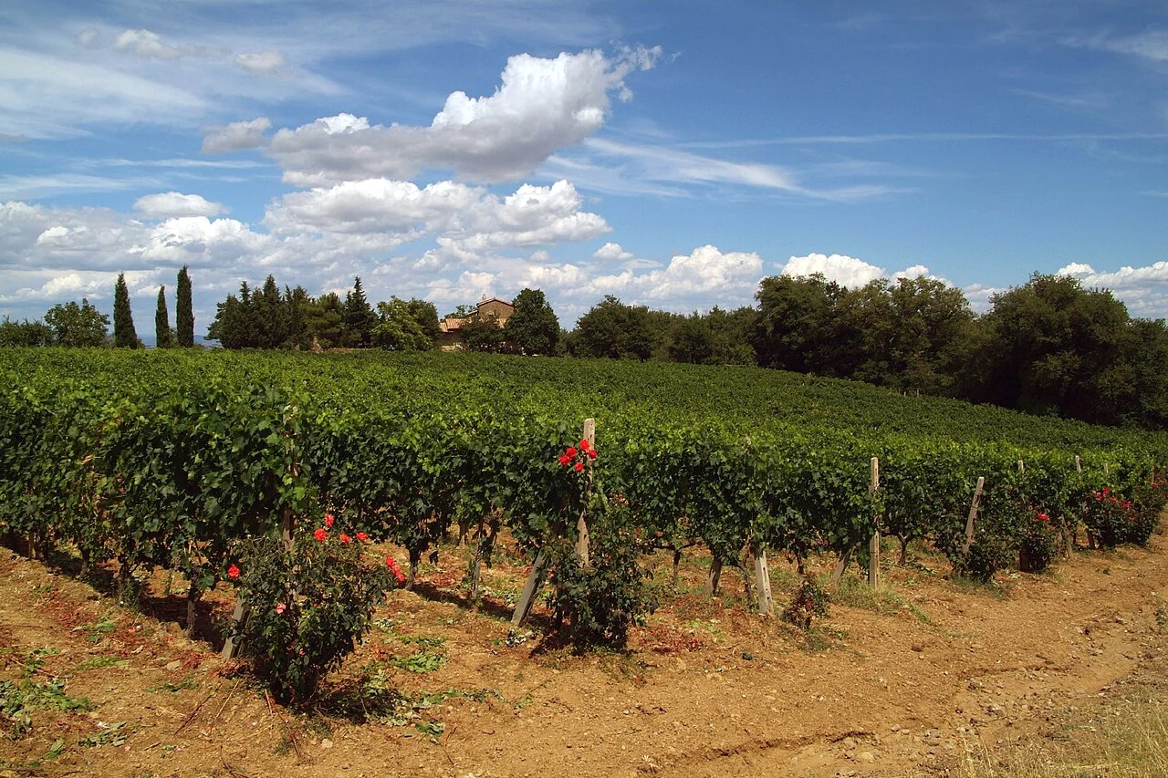 Rows of vines, roses and cypress trees in the Brunello di Montalcino countryside