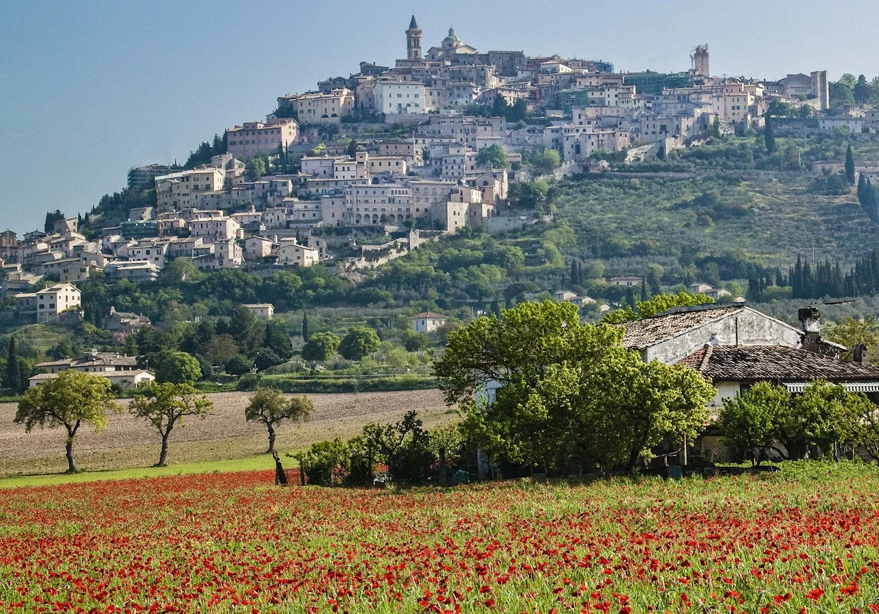Trevi above olive-covered hills and a field of red poppies in spring, Umbria