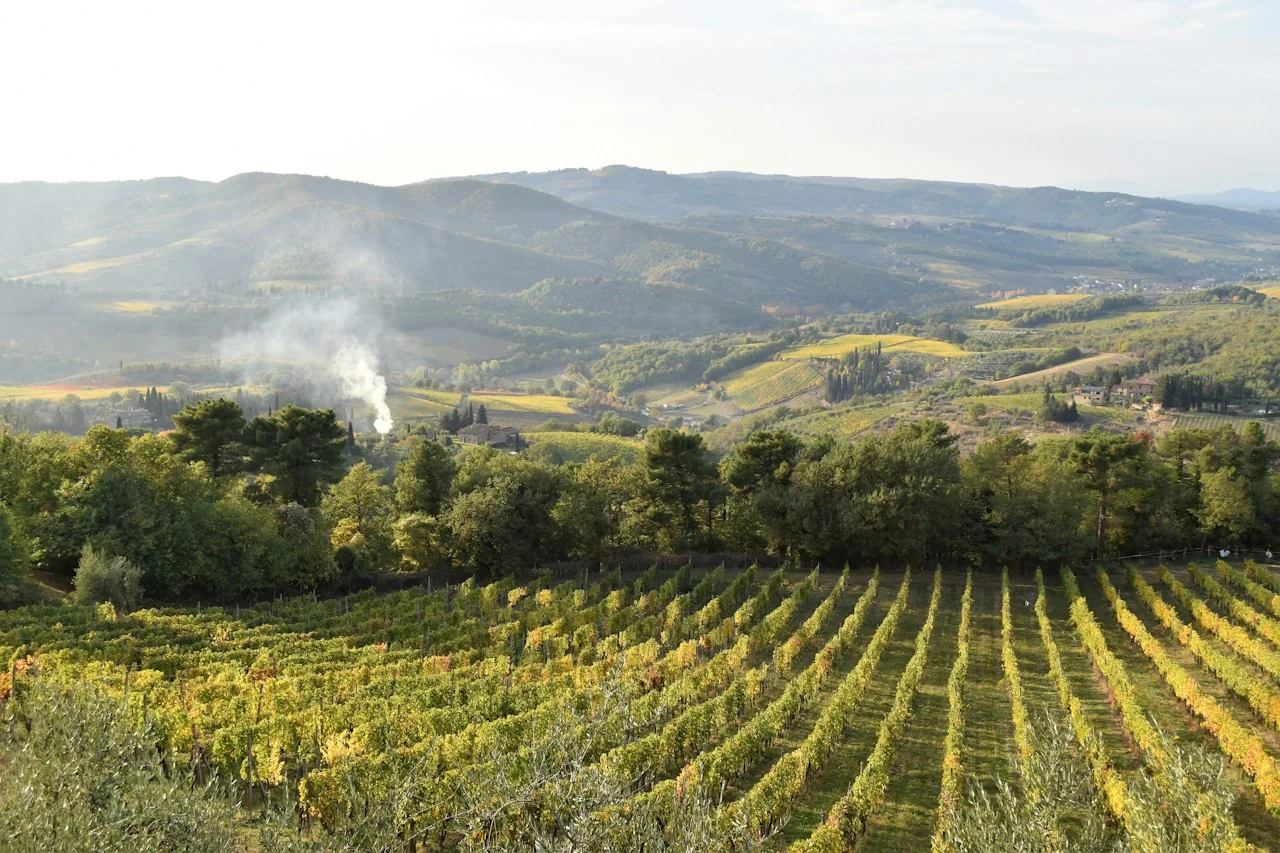 Vineyards and rolling hills in warm evening light at Greve in Chianti, Tuscany