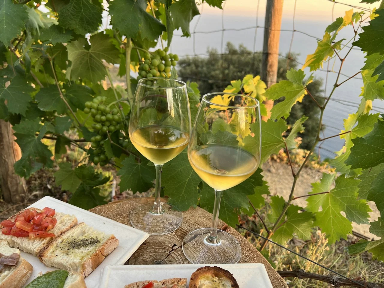 Two glasses of white wine and bruschetta beside sunlit grape leaves